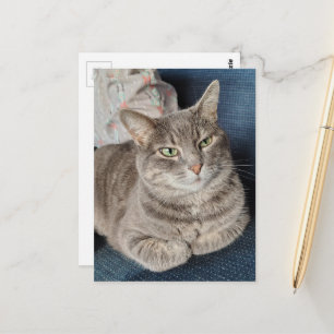 Carte Postale Chat tabby gris adorable