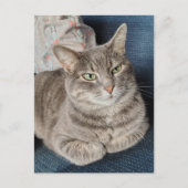 Carte Postale Chat tabby gris adorable (Devant)