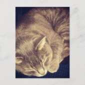 Carte Postale chat tabby gris adorable endormi (Devant)