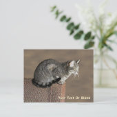 Carte Postale Chat Tabby Gris Fumé (Debout devant)