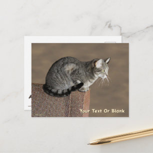 Carte Postale Chat Tabby Gris Fumé