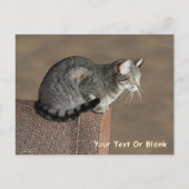 Carte Postale Chat Tabby Gris Fumé (Devant)