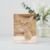 Carte Postale Chat Tabby Orange (Debout devant)