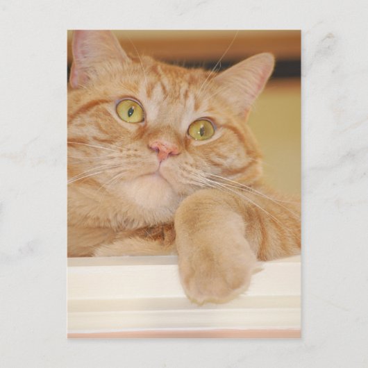 Carte Postale Chat Tabby Orange (Devant)