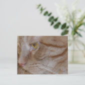 Carte Postale Chat Tabby Orange (Debout devant)