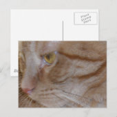 Carte Postale Chat Tabby Orange (Devant / Derrière)