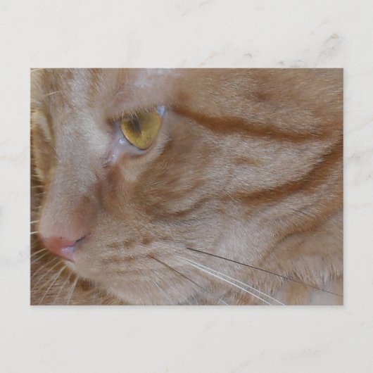 Carte Postale Chat Tabby Orange (Devant)