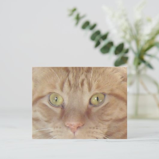 Carte Postale Chat Tabby Orange (Debout devant)