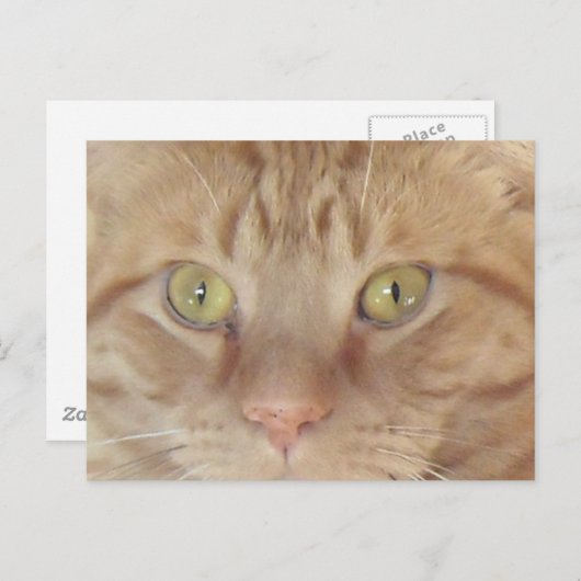 Carte Postale Chat Tabby Orange (Devant / Derrière)