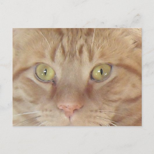 Carte Postale Chat Tabby Orange (Devant)