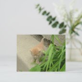 Carte Postale Chat Tabby Orange (Debout devant)