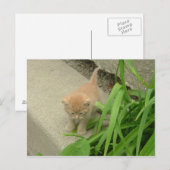 Carte Postale Chat Tabby Orange (Devant / Derrière)