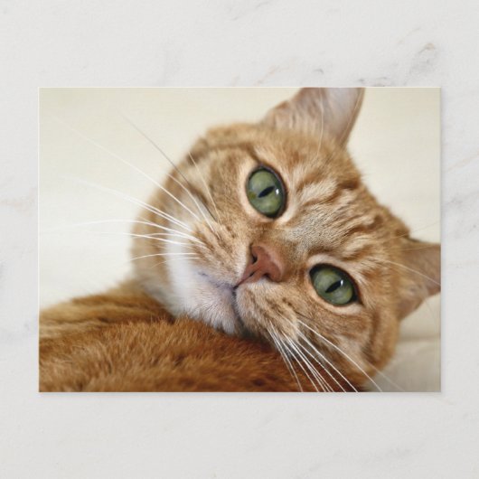 Carte Postale Chat Tabby Orange aux yeux verts (Devant)