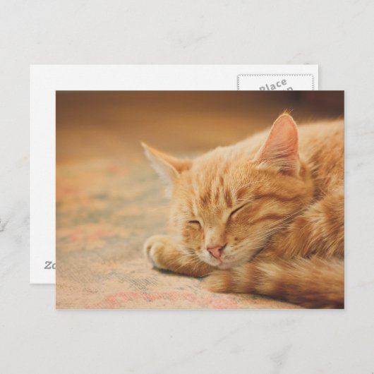 Carte Postale Chat Tabby Orange Dormant (Devant / Derrière)