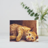 Carte Postale Chat Tabby Orange Relaxant (Debout devant)