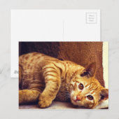 Carte Postale Chat Tabby Orange Relaxant (Devant / Derrière)