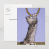 Carte Postale Chat tendant vers la corde (Devant / Derrière)