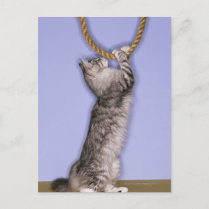 Carte Postale Chat tendant vers la corde