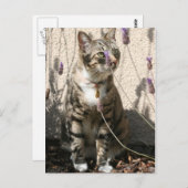 Carte Postale Chat tigré dans un Lavendor Bush (Devant / Derrière)