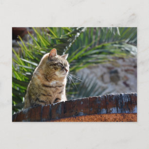 Carte Postale Chat tigré extérieur ensoleillé se relaxant sur un