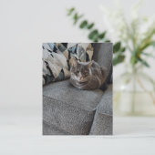 Carte Postale Chat tigré gris adorable (Debout devant)