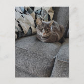 Carte Postale Chat tigré gris adorable (Devant)