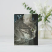Carte Postale chat tigré gris adorable (Debout devant)