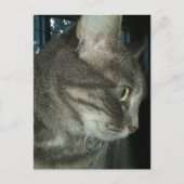 Carte Postale chat tigré gris adorable (Devant)