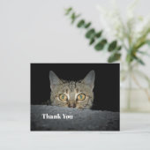 Carte Postale Chat tigré mignon qui regarde Photo Merci (Debout devant)