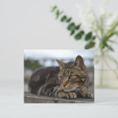 Carte Postale Chat tigré prêt à l'action dans le Devon (Debout devant)