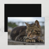 Carte Postale Chat tigré prêt à l'action dans le Devon (Devant / Derrière)