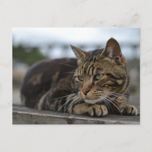 Carte Postale Chat tigré prêt à l'action dans le Devon (Devant)