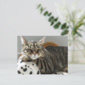 Carte postale CHAT TIGRÉ SE RELAXANT (Debout devant)