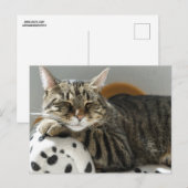 Carte postale CHAT TIGRÉ SE RELAXANT (Devant / Derrière)