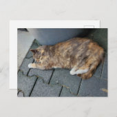 Carte Postale Chat torse endormi (Devant / Derrière)