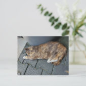 Carte Postale Chat tortue endormi (Debout devant)