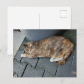 Carte Postale Chat tortue endormi (Devant / Derrière)