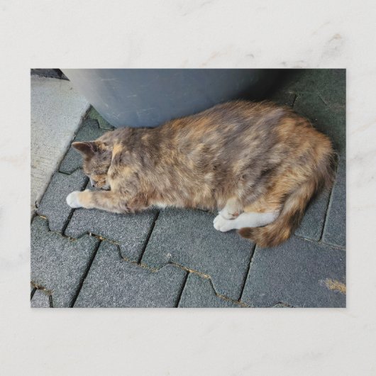 Carte Postale Chat tortue endormi (Devant)