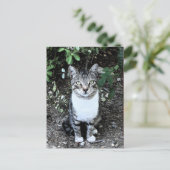 CARTE POSTALE CHAT TURQUE RONIN DANS LE JARDIN (Debout devant)