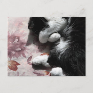 Carte Postale Chat Tuxedo Art Mignon Nez Rose Kitty Chats Art