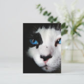 Carte Postale Chat Tuxedo Blue Eyed (Debout devant)