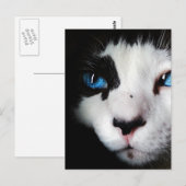 Carte Postale Chat Tuxedo Blue Eyed (Devant / Derrière)