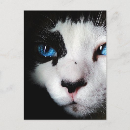 Carte Postale Chat Tuxedo Blue Eyed (Devant)