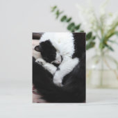 Carte Postale Chat Tuxedo Chats Chats Noir et Blanc Caturday (Debout devant)