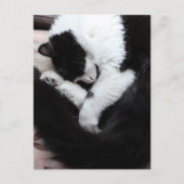 Carte Postale Chat Tuxedo Chats Chats Noir et Blanc Caturday (Devant)