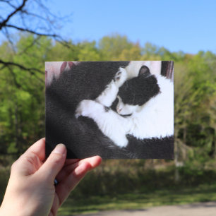Carte Postale Chat Tuxedo Chats Chats Noir et Blanc Caturday