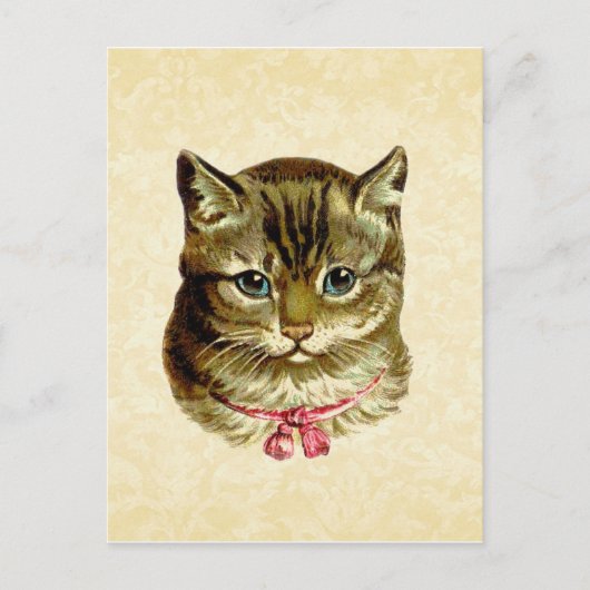 Carte Postale Chat vintage avec chou rose (Devant)