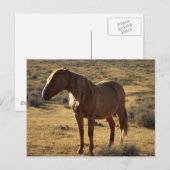 Carte Postale Châtaigne (Devant / Derrière)