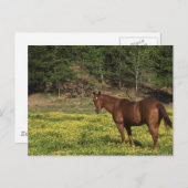 Carte Postale Châtaigne en Fleurs Jaunes (Devant / Derrière)