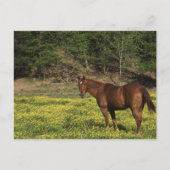 Carte Postale Châtaigne en Fleurs Jaunes (Devant)